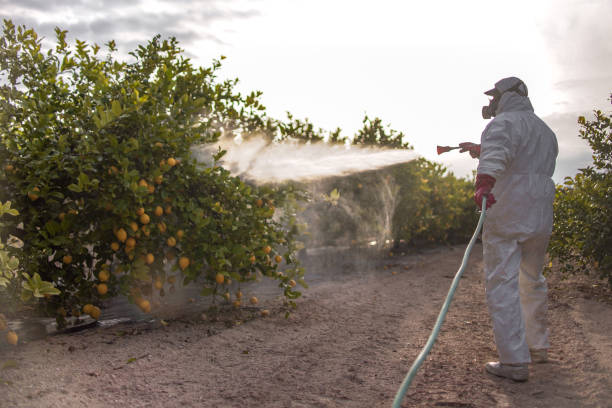 Best Local Pest Control Services  in Mission Nyon, CA