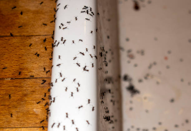 Best Wasp Removal Services  in Mission Nyon, CA